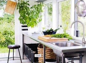 厨房应该摆放什么植物好 除了绿萝,这几种也不错 