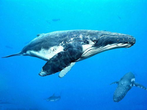 地球上5大重型动物,蓝鲸180吨居榜首,你都见过了吗