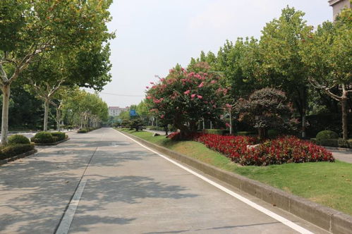 权威发布 9条 2017年上海绿化特色道路 今起公示,你心中的TOP1在列吗 