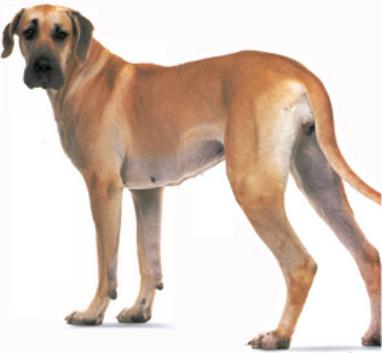 紧急通知 曲靖市烈性犬名录 大型犬标准公布,城区禁养这49种狗