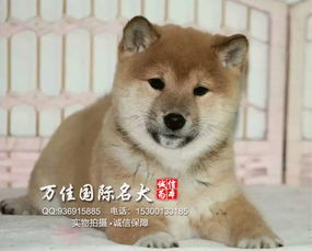 北京本地纯种日系柴犬 非常聪明忠实血统纯正品相好