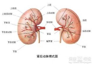 脾肾阳虚如何治疗