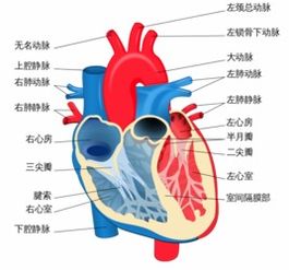 心脏对人体有什么作用