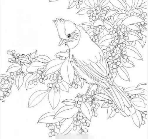 绘画素材,白描线描花卉与鸟 