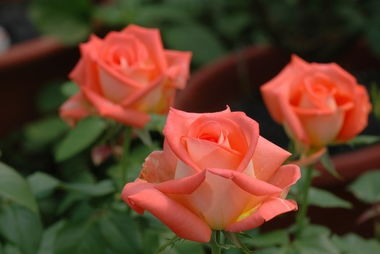 玫瑰花的外貌描写,玫瑰花的三种形态要怎么写？