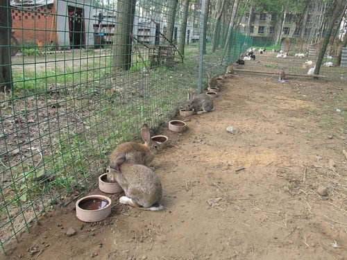 兔子繁殖快,农村人为什么不养殖发家致富呢 这才是真正原因