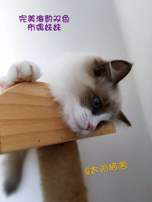 为什么那么多人喜欢布偶猫