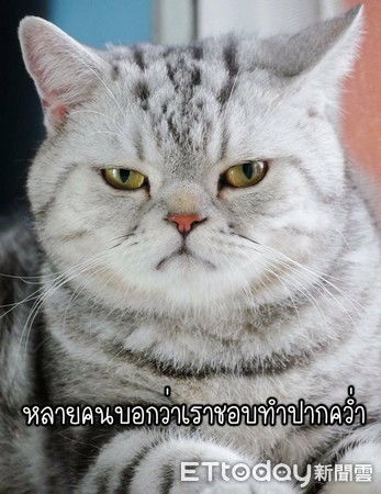 泰国网红肥猫 自我介绍 坑弟妹 睡整天说 我很忙
