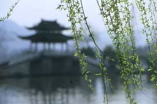 烟雨夜读 春尽花随尽,不过此荣华