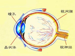 瞳孔观察的方法和临床意义