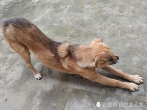 从一只犬谈到当今的单身犬男女 