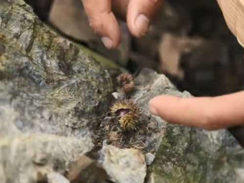 山里掉落满地的小果子,随便一捡就一篮子,炒熟后可以当零食吃