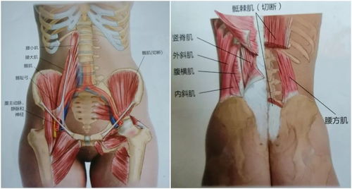 横突 图片欣赏中心 急不急图文 Jpjww Com