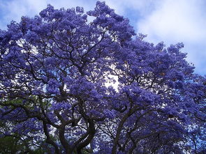 蓝花楹树多久成材,蓝花楹几月开花结果（养蓝花楹的注意事项）