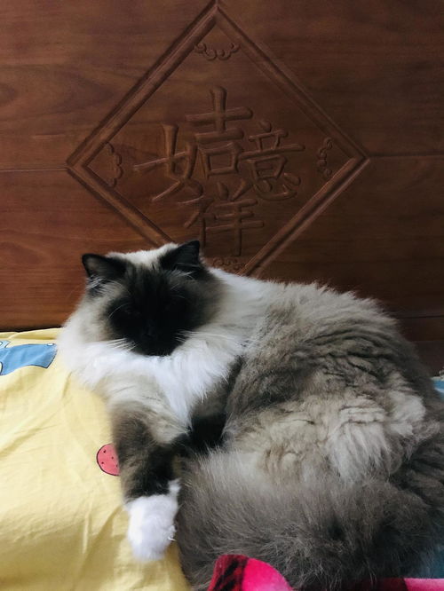 求助,猫猫剪毛费用 