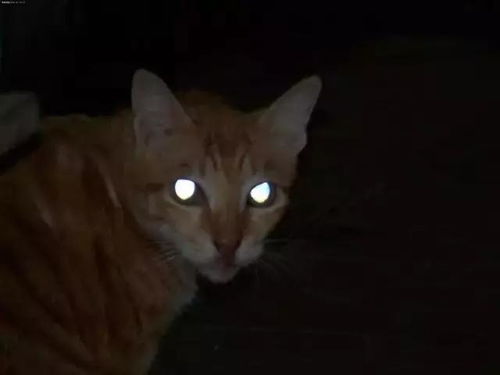 猫的眼睛为何白天和晚上不一样(猫的眼睛为什么白天会发光)