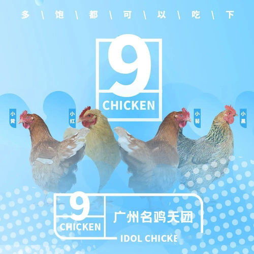 广州名鸡101