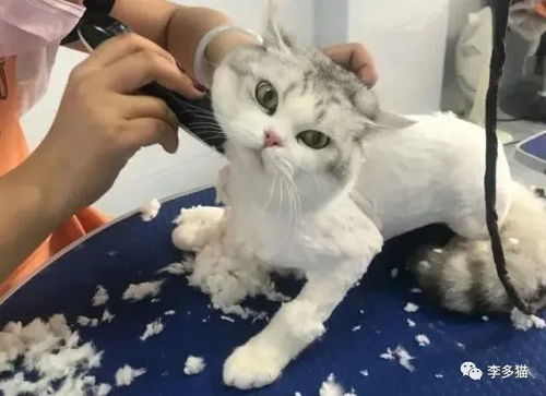 养猫禁忌行为 天这么热 给猫剃个毛吧