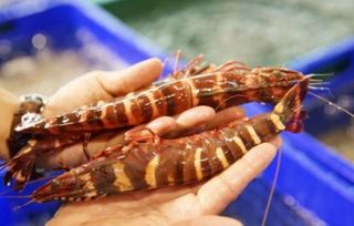 海虾和养殖虾的区别 买虾海虾自然是首选