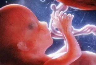 原创一组3D图记录怀胎十月，胎儿发育全过程，看完后，感叹生命神奇