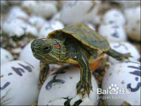 巴西彩龟怎么养 