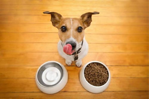 不同犬种的狗粮有什么区别 