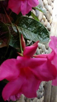 谁知道这种爬藤的花是什么品种 在云南见过,适合在北方养么 求帮助 