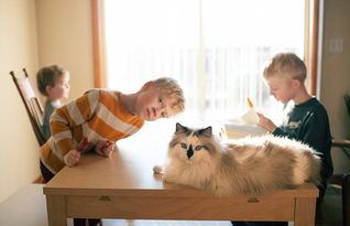 美摄影师拍儿子与宠物猫的有爱时刻