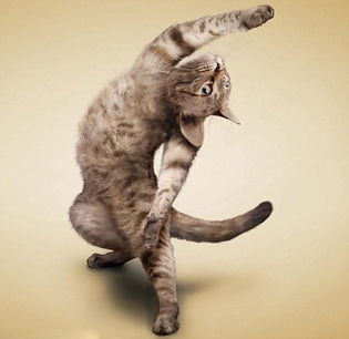 可爱猫猫做瑜伽 