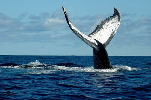 听鲸免费全文阅读,听鲸免费全文阅读：沉浸在海洋的悠扬之声中