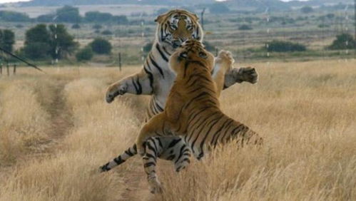 比东北虎还大一倍的猫科猛兽 远东北亚巨虎