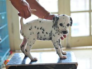 图 斑点狗价格 斑点狗多少钱 纯种斑点狗多少钱一只 成都宠物狗 