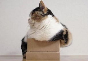 猫与箱子之间不得不说的故事,给猫一个箱子,猫能让你笑 