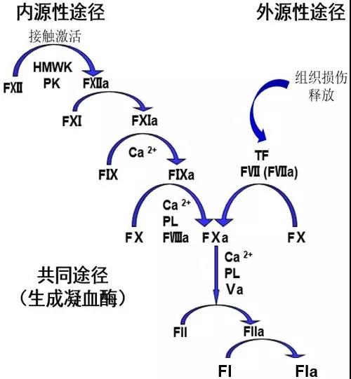 血液凝固的关键因子