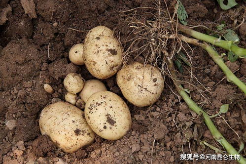 土豆软腐烂根病如何预防 黄叶死苗怎么办 根腐病用什么药灌根好
