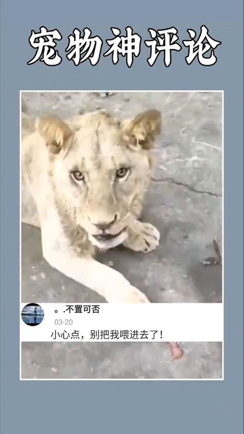 家里都狗狗和猫咪养了这么多年了,今天喂点好吃的 