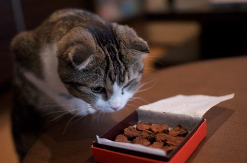 猫能吃巧克力(猫能吃巧克力面包吗)