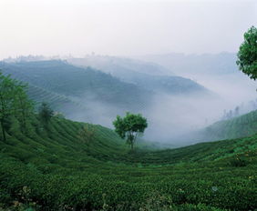 蒙顶茶与西湖龙怎么区分,茶叶的品种，怎样区分？