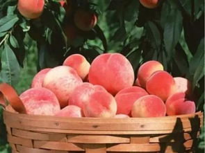 种桃树,开花结果期做好6点的管理措施,有利于桃子优质高产