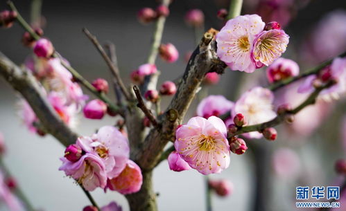 昆明山茶花什么时候开花,山茶花什