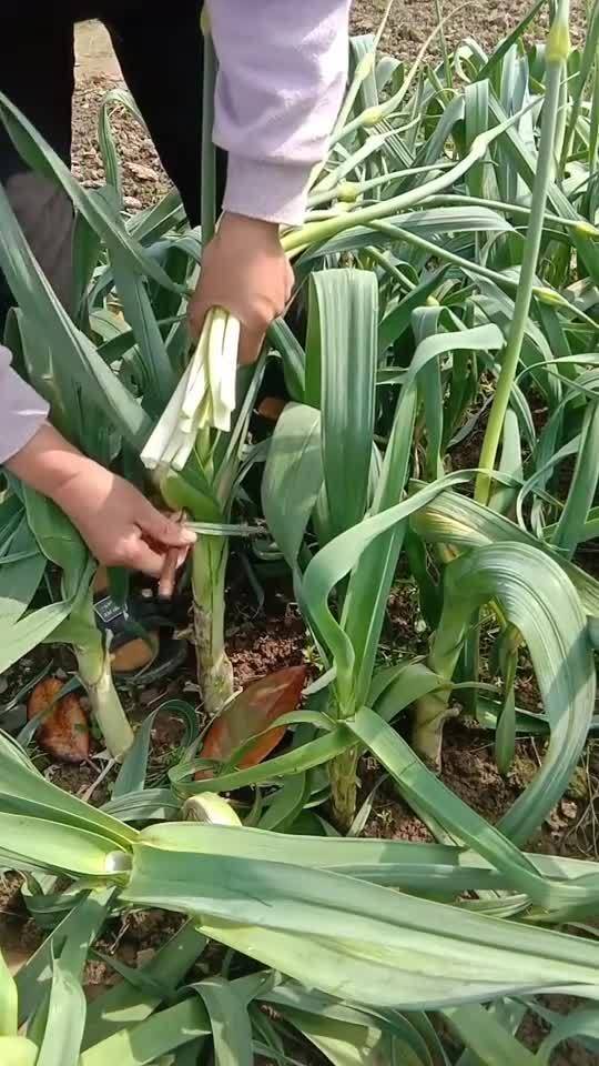 剥蒜苔神器的做法(蒜苔剥皮可以怎么剥)