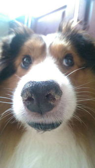 狗的鼻子干为什么就是有病 狗狗鼻子不通气是什么原因