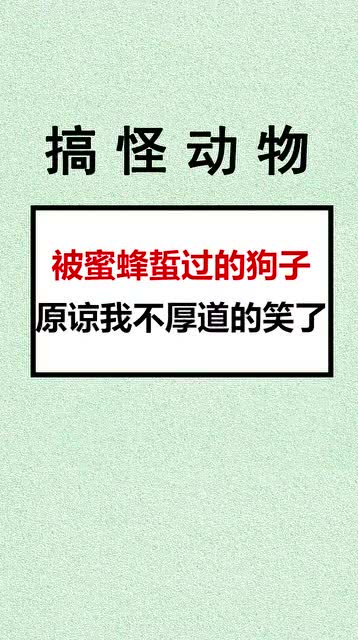 好好的狗被蜜蜂蛰 原谅我不厚道的笑了 