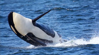 弓头鲸拍死一头虎鲸,奇案震惊海洋世界