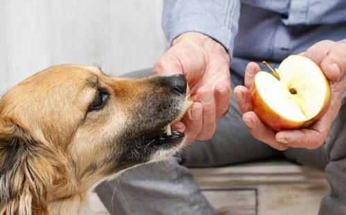 兽医劝告 这6种水果,不要再喂狗狗了,不然后果很严重