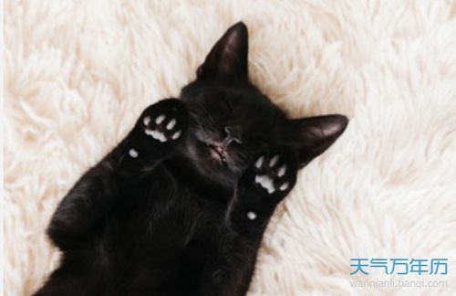 梦到黑猫是什么预兆 梦见黑猫周公解梦解释