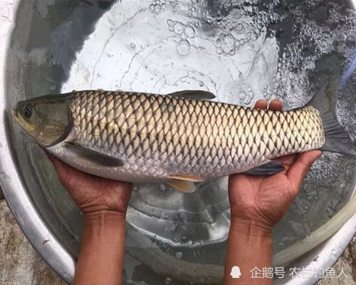 自然水域用什么饵料钓草鱼最好 记住这三点,选对野钓草鱼的饵料