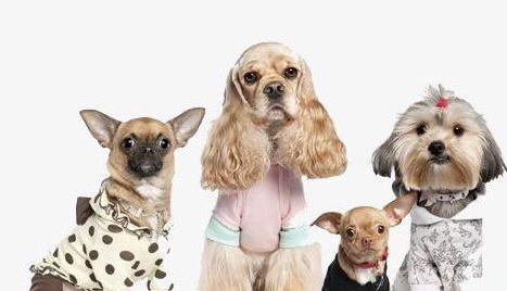 适合上班族养的五种狗,金毛排第三,榜首是个标准 暖男