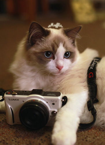 可愛布偶貓的照片