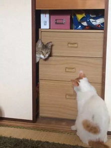 明明没养猫,日本网友家里却突然来了一只猫之后... 
